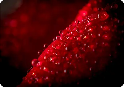 The Unseen Highway: How Your Circulatory System Dictates Your Daily Energy