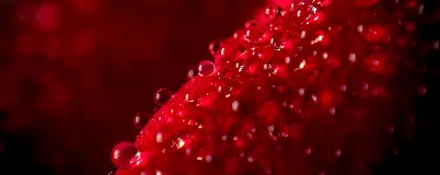 The Unseen Highway: How Your Circulatory System Dictates Your Daily Energy